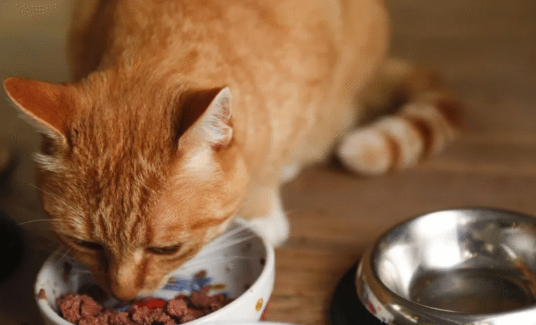 Supporting Feline Health Through Balanced Nutrition