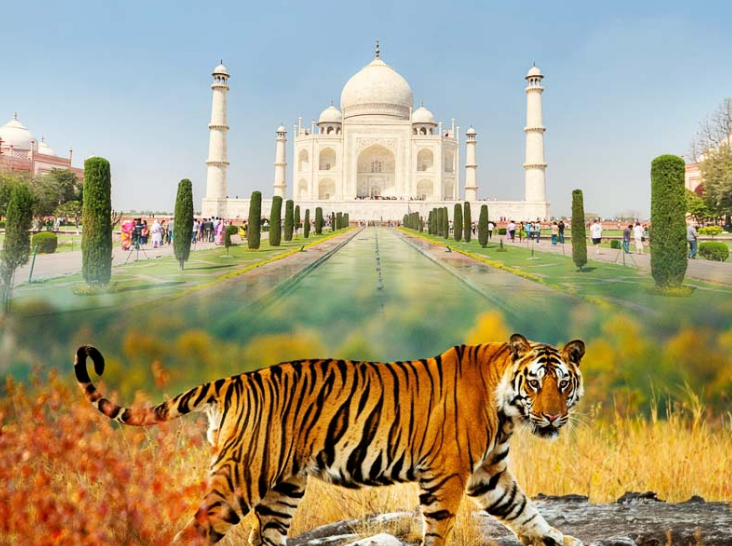 Where Royals Roamed: Discover the Wild Side of India with Golden Triangle and Ranthambore